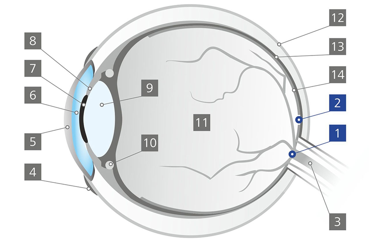The blind spot (Fovea centralis)